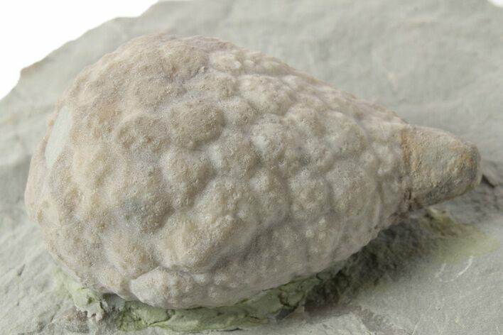 Cystoid (Holocystites) Fossil - Indiana #232693